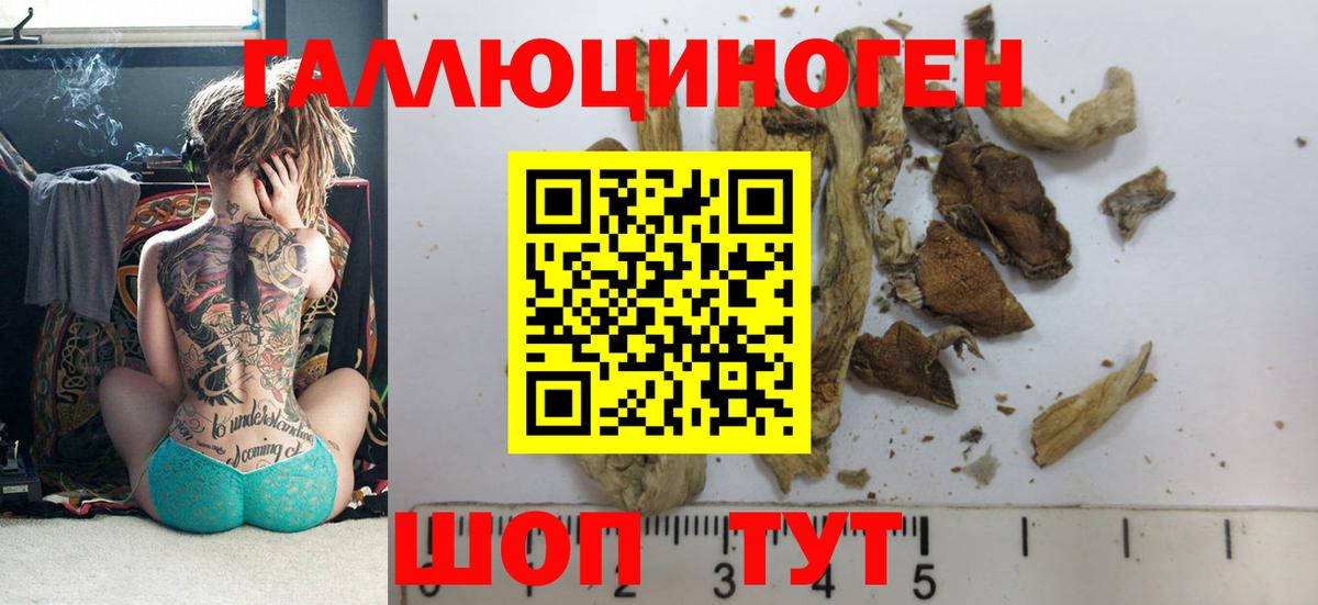 Псилоцибиновые грибы Psilocybe Домодедово